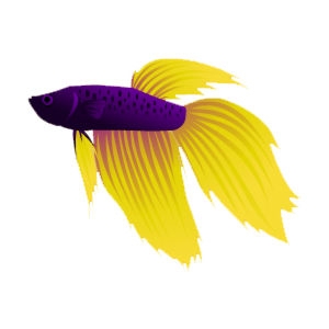 Sunburst Ree Betta